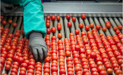 Almería exportó 370 millones de kilos de frutas y hortalizas al Reino Unido