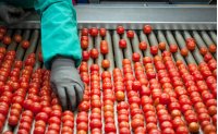 Almería exportó 370 millones de kilos de frutas y hortalizas al Reino Unido